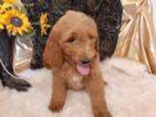 Goldendoodle Puppy for sale in Pryor, OK, USA