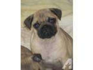 Pug Puppy for sale in SWEETWATER, TN, USA