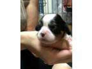 Cavalier King Charles Spaniel Puppy for sale in Jennings, LA, USA