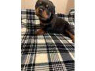 Rottweiler Puppy for sale in Boling, TX, USA