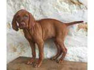Vizsla Puppy for sale in Driftwood, TX, USA