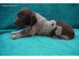 German Shorthaired Pointer Puppy for sale in Chester, UT, USA