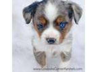 Miniature Australian Shepherd Puppy for sale in Lovell, WY, USA