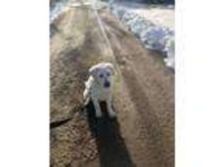 Labrador Retriever Puppy for sale in Platte, SD, USA