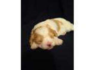 Cavachon Puppy for sale in Hiddenite, NC, USA