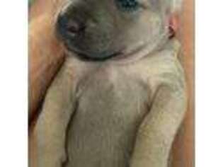 Cane Corso Puppy for sale in Norfolk, VA, USA