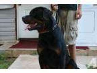 Rottweiler Puppy for sale in WACO, TX, USA