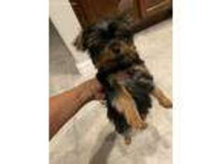 Yorkshire Terrier Puppy for sale in Wimauma, FL, USA