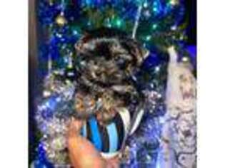 Yorkshire Terrier Puppy for sale in Alexandria, VA, USA