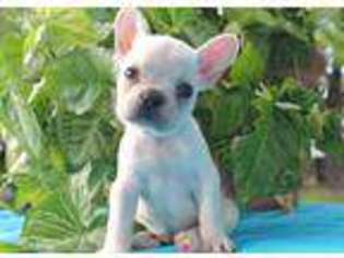 French Bulldog Puppy for sale in Okemah, OK, USA