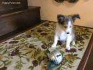 Shetland Sheepdog Puppy for sale in Nicholasville, KY, USA