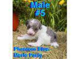 Mutt Puppy for sale in Saint James, MN, USA