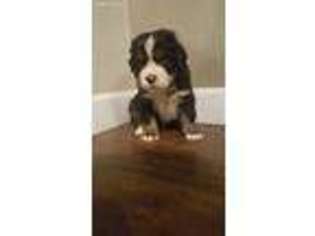 Bernese Mountain Dog Puppy for sale in East Grand Forks, MN, USA