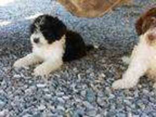 Portuguese Water Dog Puppy for sale in Salmon, ID, USA