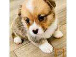 Pembroke Welsh Corgi Puppy for sale in Palmer, TX, USA