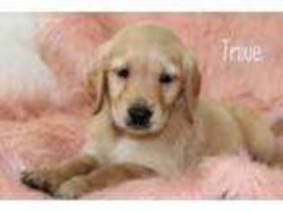 Golden Retriever Puppy for sale in Glade Hill, VA, USA