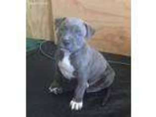 Mutt Puppy for sale in Lakeport, CA, USA