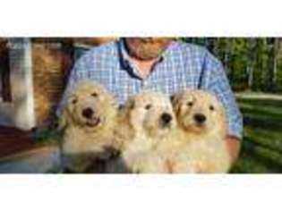 Goldendoodle Puppy for sale in Hubert, NC, USA