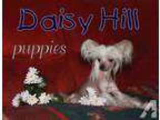 Chinese Crested Puppy for sale in BROCKWAY, MI, USA