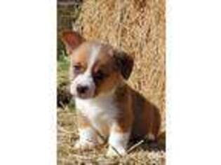 Pembroke Welsh Corgi Puppy for sale in Marana, AZ, USA