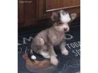 Chinese Crested Puppy for sale in Watha, NC, USA