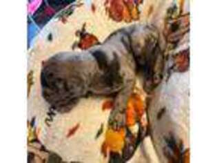 Great Dane Puppy for sale in Lorain, OH, USA