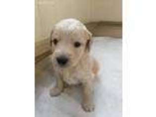 Goldendoodle Puppy for sale in Bigfork, MT, USA