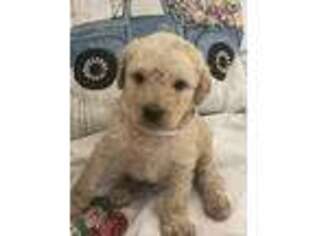 Goldendoodle Puppy for sale in Bristol, CT, USA