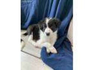 Border Collie Puppy for sale in Egg Harbor Township, NJ, USA