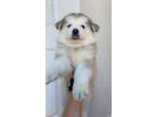 Alaskan Malamute Puppy for sale in Irvine, CA, USA