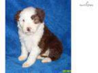 Bearded Collie Puppy for sale in Springfield, MO, USA