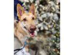 German Shepherd Dog Puppy for sale in STEPHENS CITY, VA, USA