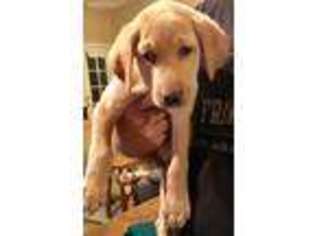 Labrador Retriever Puppy for sale in Marysville, CA, USA