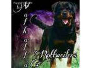Rottweiler Puppy for sale in Saint Cloud, MN, USA