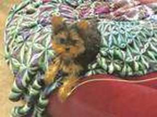 Yorkshire Terrier Puppy for sale in Terrell, TX, USA