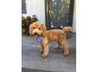 Goldendoodle Puppy for sale in Acworth, GA, USA