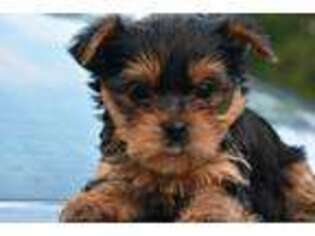 Yorkshire Terrier Puppy for sale in Bellingham, WA, USA