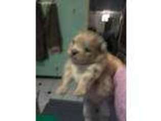 Pomeranian Puppy for sale in Tulsa, OK, USA