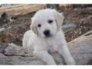 Golden Retriever Puppy for sale in Darrouzett, TX, USA