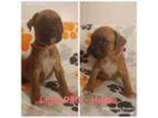 Boxer Puppy for sale in Watervliet, NY, USA