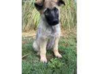 German Shepherd Dog Puppy for sale in Gresham, OR, USA