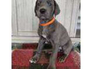 Great Dane Puppy for sale in Lodi, OH, USA