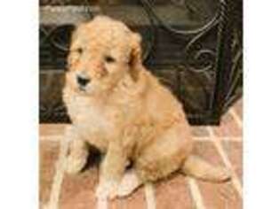 Goldendoodle Puppy for sale in Atlanta, GA, USA