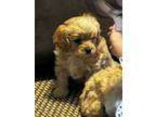 Cavapoo Puppy for sale in Thatcher, AZ, USA