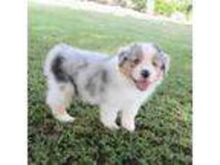 Australian Shepherd Puppy for sale in Mantachie, MS, USA