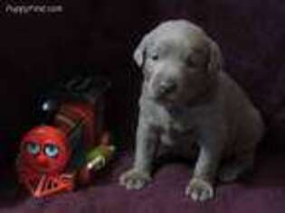 Labrador Retriever Puppy for sale in Bethel, PA, USA