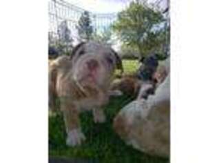 Bulldog Puppy for sale in Cottonwood, AZ, USA