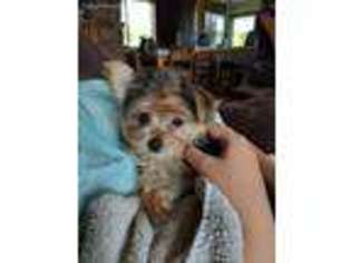 Yorkshire Terrier Puppy for sale in Fort Ripley, MN, USA