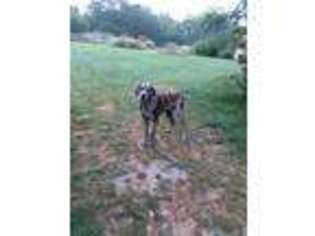 Great Dane Puppy for sale in Saint James, MO, USA