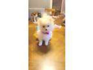 Pomeranian Puppy for sale in Sharon Hill, PA, USA